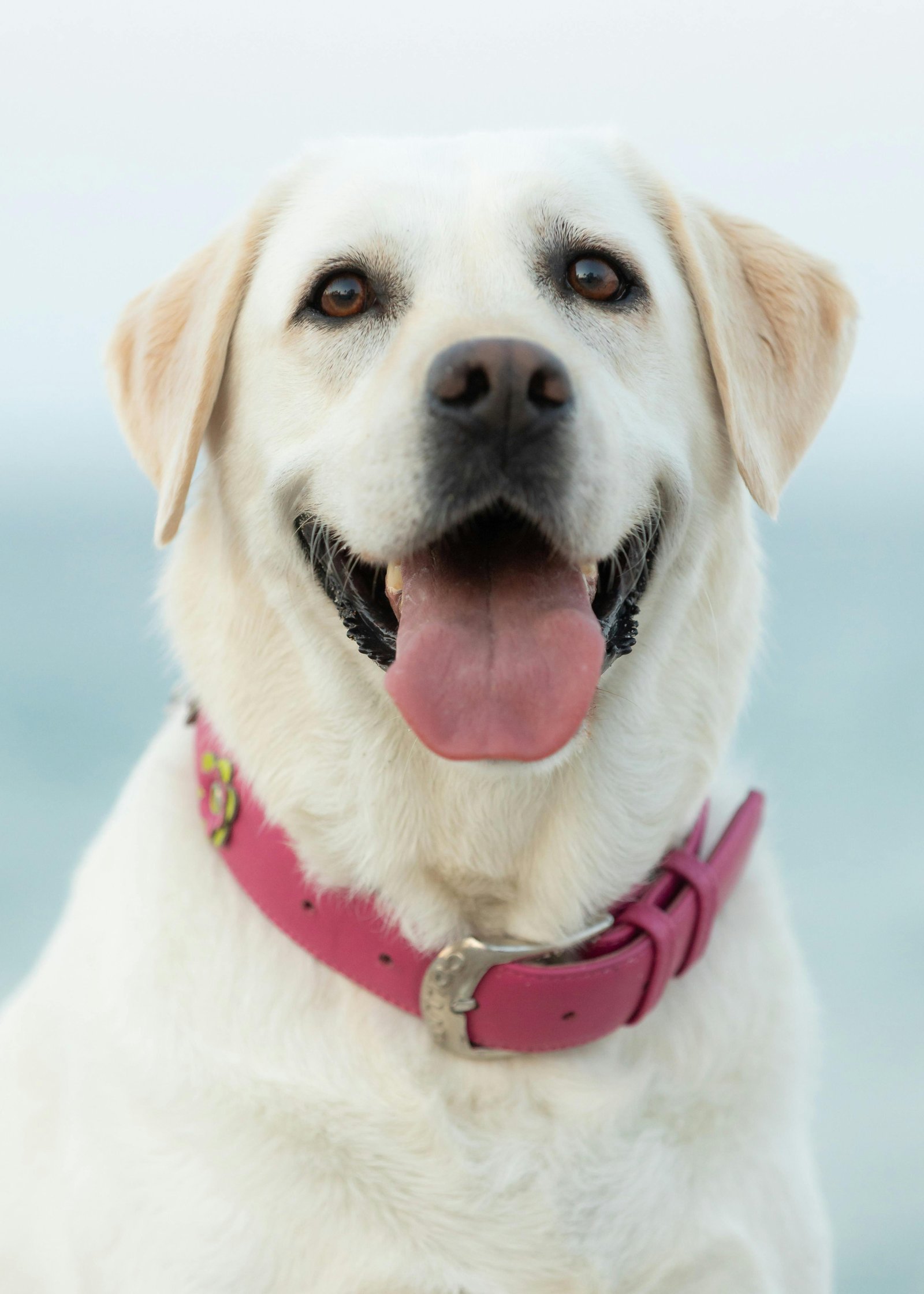Happy Golden Retriever Puppy for Forever Home