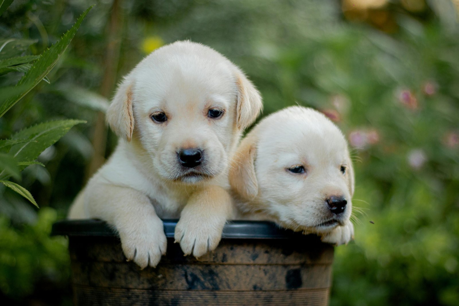 Adorable Golden Retriever Puppies for Home
