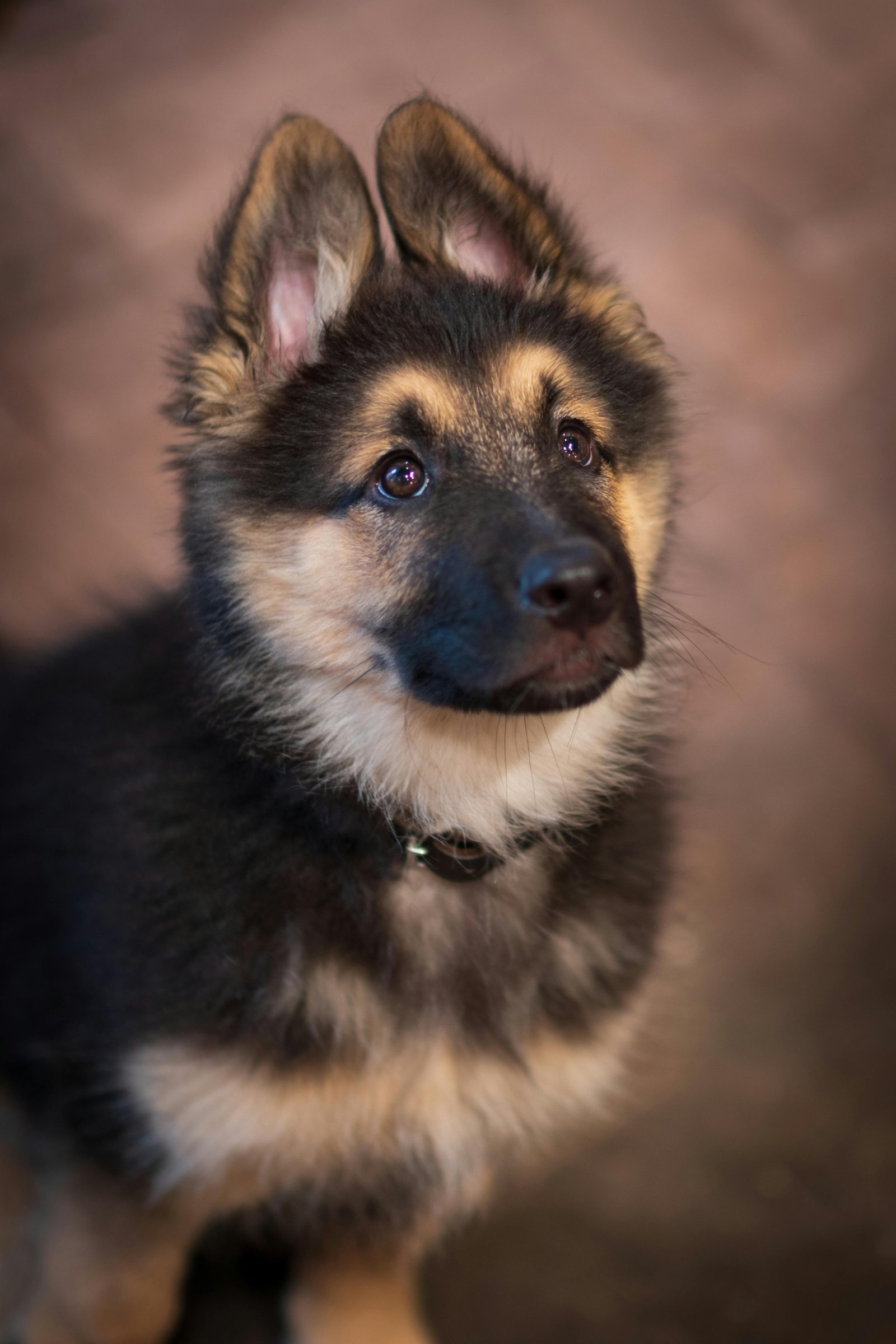 Adorable German Shepherd Puppy for Forever Home
