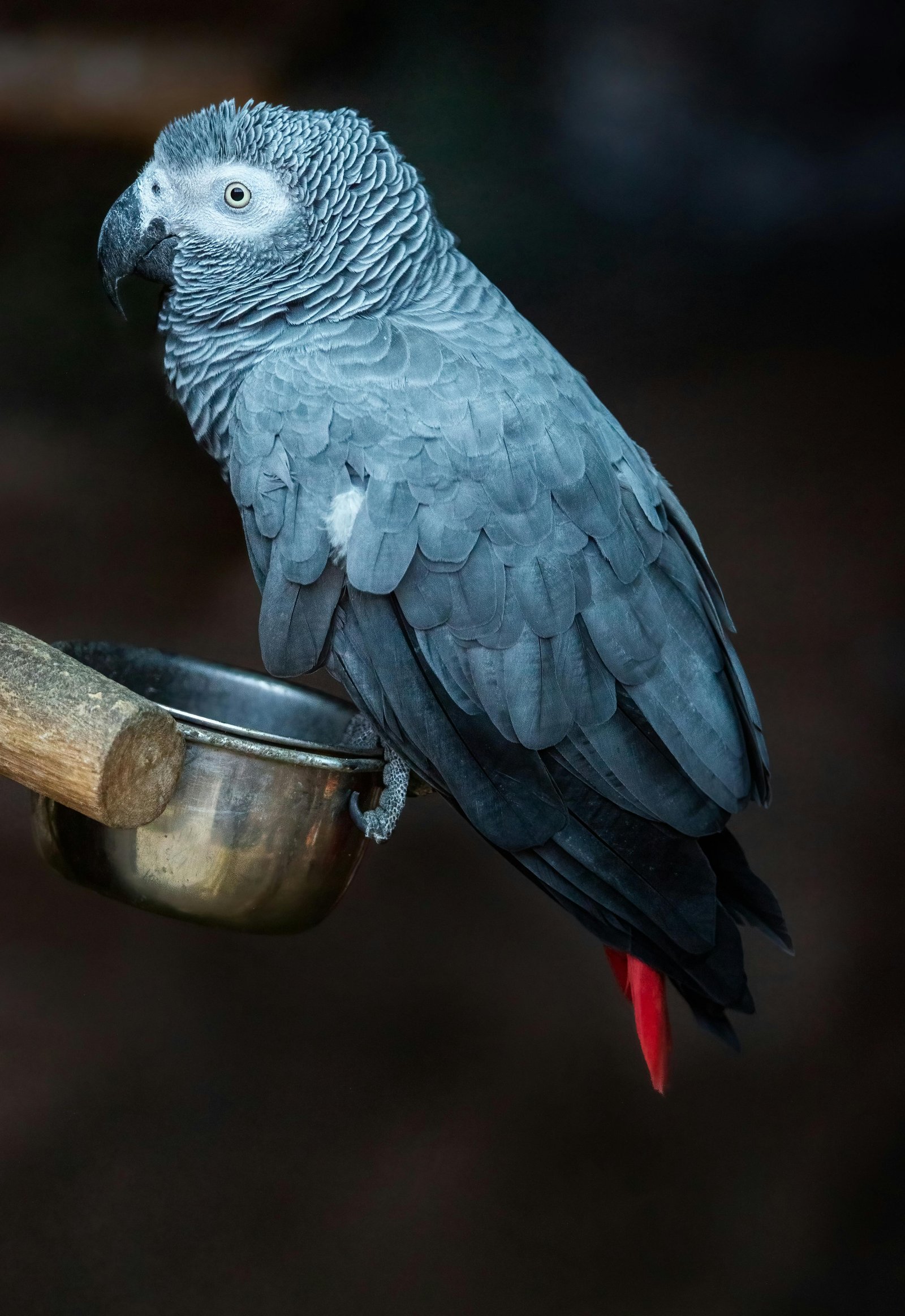 Lovely African Grey Parrot for New Home