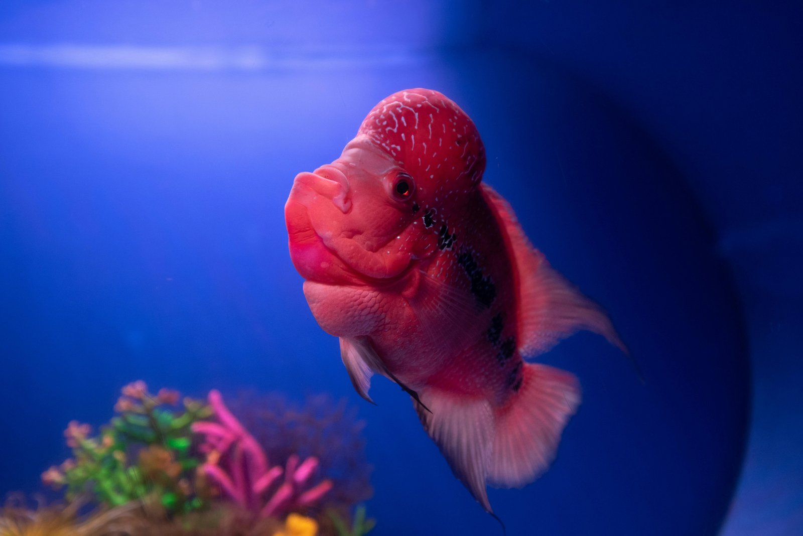 Vibrant Red Flowerhorn Cichlid for Your Aquarium