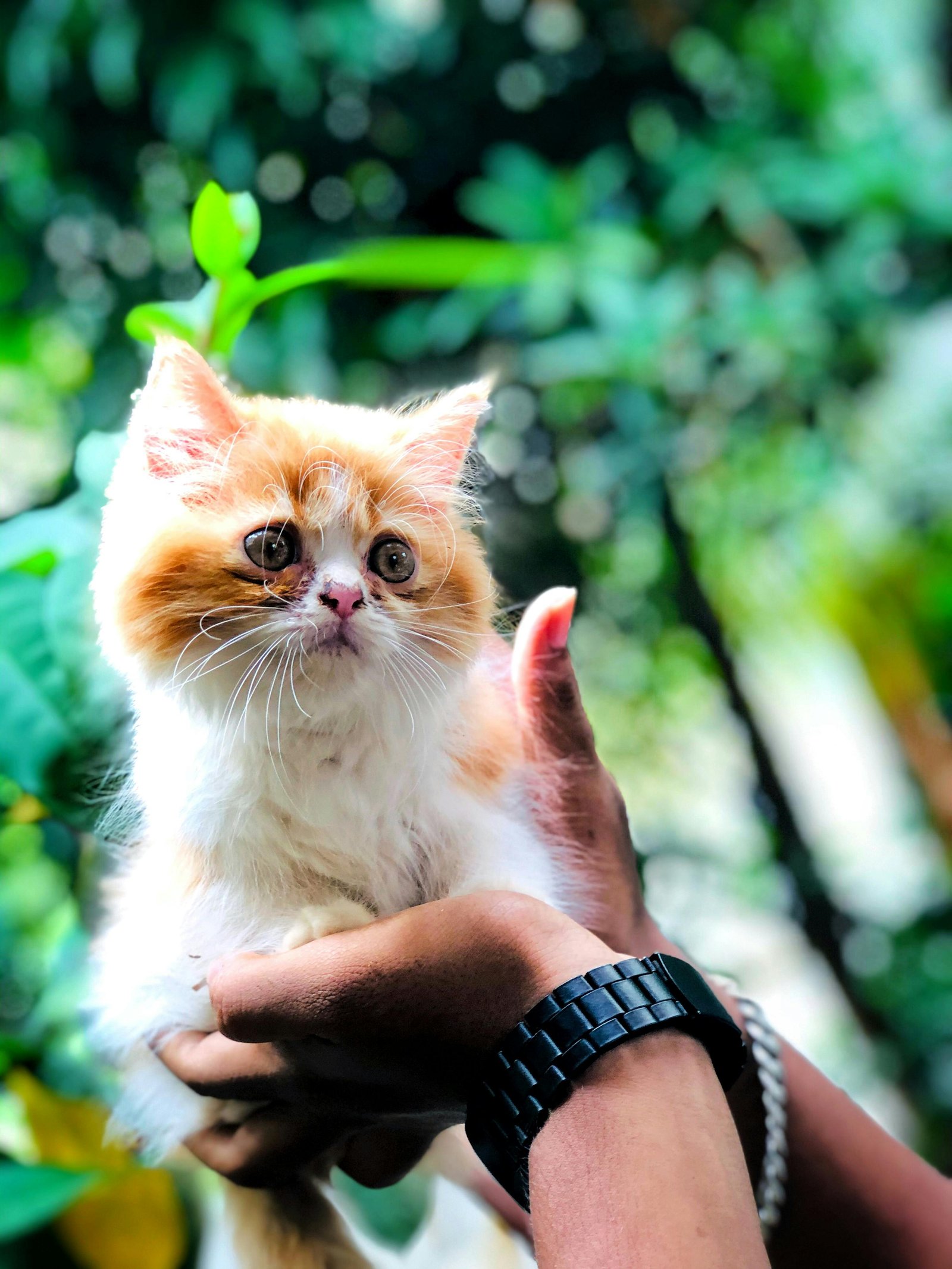 Adorable Orange Kitten for Loving Home