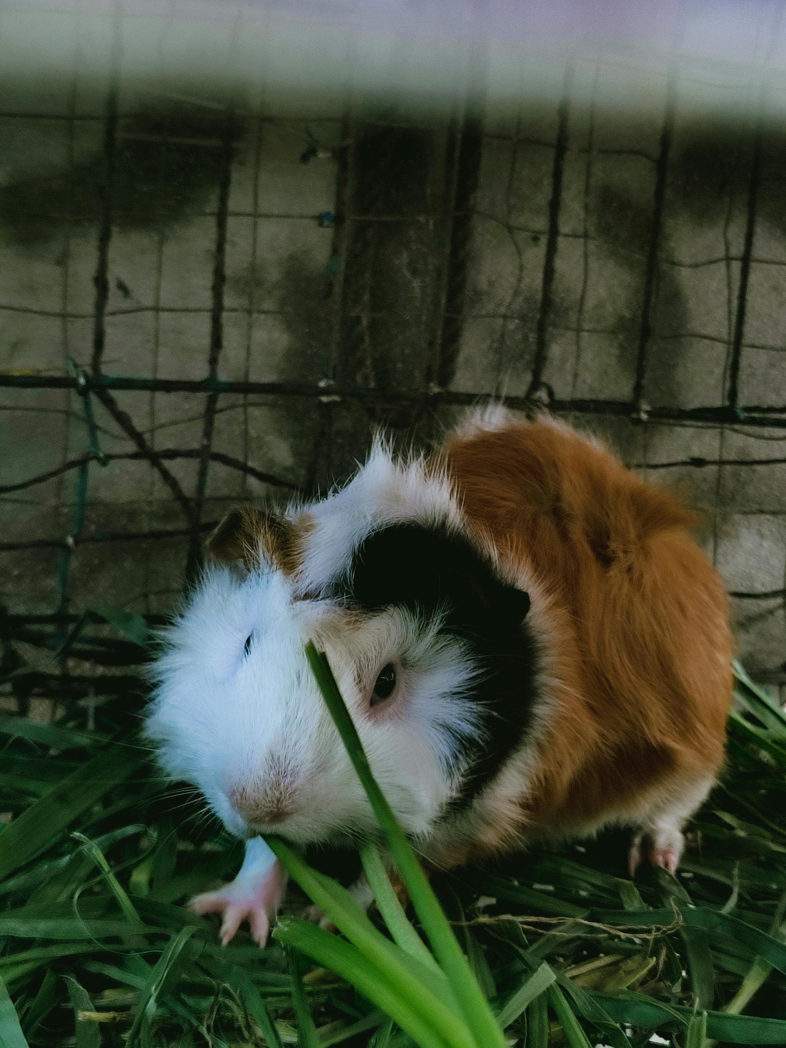 Adorable Guinea Pig for Loving Home