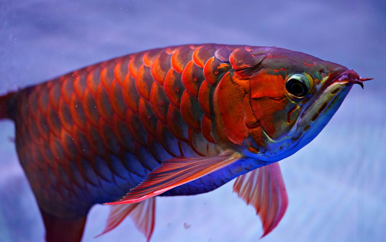 Vibrant Arowana Fish for Luxe Aquarium